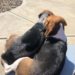 Meet your Posher, Emma